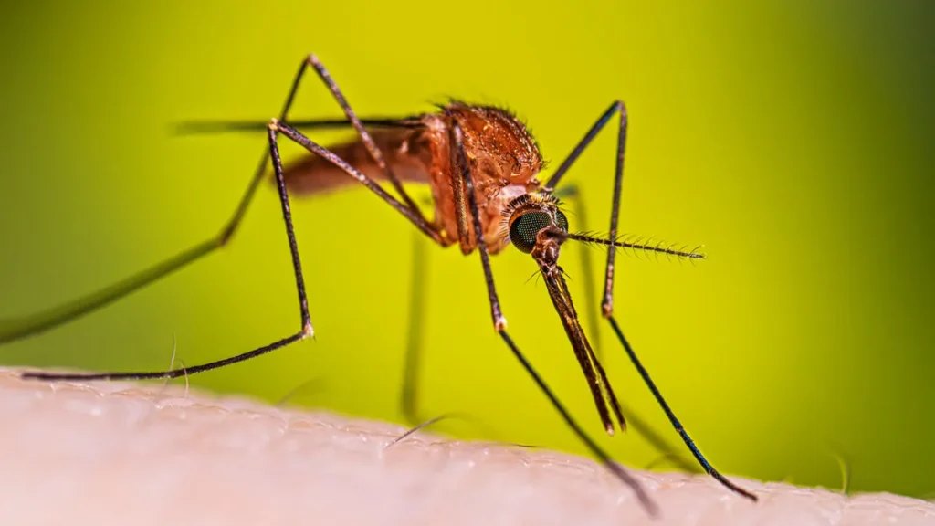 Anopheles-freeborni-resting-female-