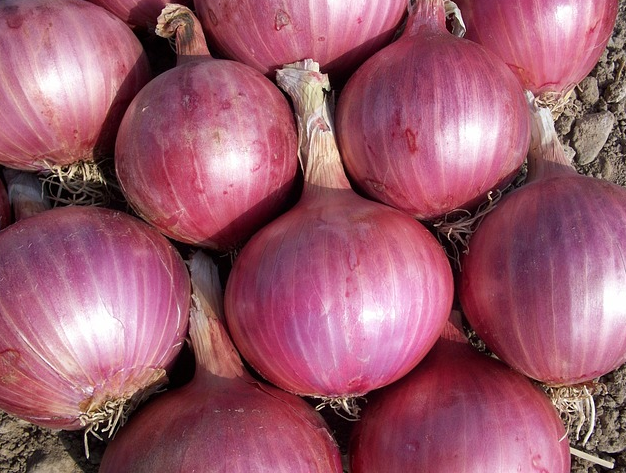 onion